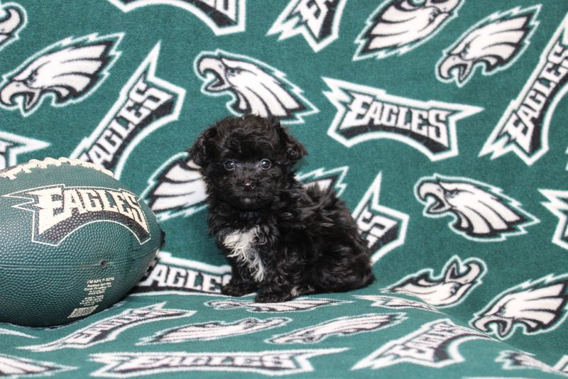 puppy, for, sale, Maltipoo, Matthew B. Stoltzfus, dog, breeder, Gap, PA, dog-breeder, puppy-for-sale, forsale, nearby, find, puppyfind, locator, puppylocator, aca